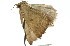  ( - 11ANIC-00404)  @12 [ ] CreativeCommons - Attribution (2011) ANIC/CBG Photography Group Centre for Biodiversity Genomics