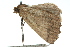  ( - 11ANIC-00407)  @13 [ ] CreativeCommons - Attribution (2011) ANIC/CBG Photography Group Centre for Biodiversity Genomics