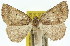  (Furcatrox sp. ANIC1 - 11ANIC-00409)  @11 [ ] CreativeCommons - Attribution (2011) ANIC/CBG Photography Group Centre for Biodiversity Genomics