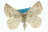  (Furcatrox procera - 11ANIC-00413)  @14 [ ] CreativeCommons - Attribution (2011) ANIC/CBG Photography Group Centre for Biodiversity Genomics