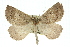  (Furcatrox serrula - 11ANIC-00416)  @14 [ ] CreativeCommons - Attribution (2011) ANIC/CBG Photography Group Centre for Biodiversity Genomics