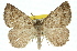  (Furcatrox synclera - 11ANIC-00421)  @11 [ ] CreativeCommons - Attribution (2011) ANIC/CBG Photography Group Centre for Biodiversity Genomics