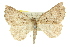  (Furcatrox sp. ANIC2 - 11ANIC-00426)  @11 [ ] CreativeCommons - Attribution (2011) ANIC/CBG Photography Group Centre for Biodiversity Genomics
