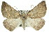  (Cassythaphaga macarta - 11ANIC-00429)  @15 [ ] CreativeCommons - Attribution (2011) ANIC/CBG Photography Group Centre for Biodiversity Genomics