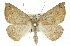  ( - 11ANIC-00433)  @13 [ ] CreativeCommons - Attribution (2011) ANIC/CBG Photography Group Centre for Biodiversity Genomics