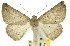  ( - 11ANIC-00435)  @14 [ ] CreativeCommons - Attribution (2011) ANIC/CBG Photography Group Centre for Biodiversity Genomics