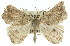  (Dolabrossa amblopa - 11ANIC-00444)  @14 [ ] CreativeCommons - Attribution (2011) ANIC/CBG Photography Group Centre for Biodiversity Genomics