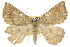  (Dolabrossa dolerita - 11ANIC-00447)  @11 [ ] CreativeCommons - Attribution (2011) ANIC/CBG Photography Group Centre for Biodiversity Genomics