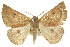  ( - 11ANIC-00468)  @11 [ ] CreativeCommons - Attribution (2011) ANIC/CBG Photography Group Centre for Biodiversity Genomics