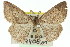  ( - 11ANIC-00492)  @11 [ ] CreativeCommons - Attribution (2011) ANIC/CBG Photography Group Centre for Biodiversity Genomics