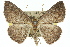  ( - 11ANIC-00494)  @11 [ ] CreativeCommons - Attribution (2011) ANIC/CBG Photography Group Centre for Biodiversity Genomics