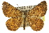  (Kunanyia stephaniae - 11ANIC-00500)  @14 [ ] CreativeCommons - Attribution (2011) ANIC/CBG Photography Group Centre for Biodiversity Genomics