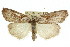  ( - 11ANIC-00506)  @13 [ ] CreativeCommons - Attribution (2011) ANIC/CBG Photography Group Centre for Biodiversity Genomics