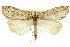  ( - 11ANIC-00507)  @13 [ ] CreativeCommons - Attribution (2011) ANIC/CBG Photography Group Centre for Biodiversity Genomics