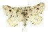 ( - 11ANIC-00522)  @13 [ ] CreativeCommons - Attribution (2011) ANIC/CBG Photography Group Centre for Biodiversity Genomics