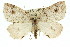  ( - 11ANIC-00523)  @14 [ ] CreativeCommons - Attribution (2011) ANIC/CBG Photography Group Centre for Biodiversity Genomics