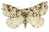  ( - 11ANIC-00524)  @14 [ ] CreativeCommons - Attribution (2011) ANIC/CBG Photography Group Centre for Biodiversity Genomics