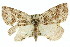  ( - 11ANIC-00525)  @14 [ ] CreativeCommons - Attribution (2011) ANIC/CBG Photography Group Centre for Biodiversity Genomics