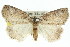  (Plesiolaea sp. ANIC4 - 11ANIC-00530)  @11 [ ] CreativeCommons - Attribution (2011) ANIC/CBG Photography Group Centre for Biodiversity Genomics
