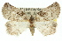  ( - 11ANIC-00531)  @11 [ ] CreativeCommons - Attribution (2011) ANIC/CBG Photography Group Centre for Biodiversity Genomics