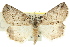  ( - 11ANIC-00532)  @11 [ ] CreativeCommons - Attribution (2011) ANIC/CBG Photography Group Centre for Biodiversity Genomics