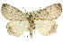  ( - 11ANIC-00535)  @13 [ ] CreativeCommons - Attribution (2011) ANIC/CBG Photography Group Centre for Biodiversity Genomics