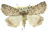  ( - 11ANIC-00536)  @13 [ ] CreativeCommons - Attribution (2011) ANIC/CBG Photography Group Centre for Biodiversity Genomics