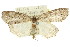  ( - 11ANIC-00544)  @13 [ ] CreativeCommons - Attribution (2011) ANIC/CBG Photography Group Centre for Biodiversity Genomics
