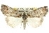  ( - 11ANIC-00547)  @13 [ ] CreativeCommons - Attribution (2011) ANIC/CBG Photography Group Centre for Biodiversity Genomics