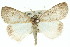 ( - 11ANIC-00548)  @11 [ ] CreativeCommons - Attribution (2011) ANIC/CBG Photography Group Centre for Biodiversity Genomics