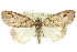  ( - 11ANIC-00549)  @11 [ ] CreativeCommons - Attribution (2011) ANIC/CBG Photography Group Centre for Biodiversity Genomics