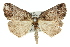  ( - 11ANIC-00551)  @14 [ ] CreativeCommons - Attribution (2011) ANIC/CBG Photography Group Centre for Biodiversity Genomics