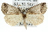  ( - 11ANIC-00552)  @11 [ ] CreativeCommons - Attribution (2011) ANIC/CBG Photography Group Centre for Biodiversity Genomics