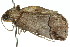  ( - 11ANIC-00554)  @13 [ ] CreativeCommons - Attribution (2011) ANIC/CBG Photography Group Centre for Biodiversity Genomics