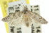 ( - 11ANIC-00581)  @12 [ ] CreativeCommons - Attribution (2011) ANIC/CBG Photography Group Centre for Biodiversity Genomics