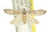  ( - 11ANIC-00604)  @14 [ ] CreativeCommons - Attribution (2011) ANIC/CBG Photography Group Centre for Biodiversity Genomics