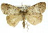  ( - 11ANIC-00676)  @11 [ ] CreativeCommons - Attribution (2011) ANIC/CBG Photography Group Centre for Biodiversity Genomics