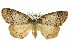  ( - 11ANIC-00678)  @11 [ ] CreativeCommons - Attribution (2011) ANIC/CBG Photography Group Centre for Biodiversity Genomics