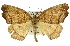  ( - 11ANIC-00684)  @11 [ ] CreativeCommons - Attribution (2011) ANIC/CBG Photography Group Centre for Biodiversity Genomics