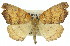  ( - 11ANIC-00685)  @11 [ ] CreativeCommons - Attribution (2011) ANIC/CBG Photography Group Centre for Biodiversity Genomics