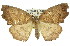  ( - 11ANIC-00687)  @11 [ ] CreativeCommons - Attribution (2011) ANIC/CBG Photography Group Centre for Biodiversity Genomics