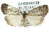  ( - 11ANIC-00692)  @14 [ ] CreativeCommons - Attribution (2011) ANIC/CBG Photography Group Centre for Biodiversity Genomics