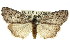  ( - 11ANIC-00696)  @15 [ ] CreativeCommons - Attribution (2011) ANIC/CBG Photography Group Centre for Biodiversity Genomics