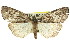  ( - 11ANIC-00697)  @14 [ ] CreativeCommons - Attribution (2011) ANIC/CBG Photography Group Centre for Biodiversity Genomics
