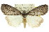  (Lathraeolis - 11ANIC-00698)  @15 [ ] CreativeCommons - Attribution (2011) ANIC/CBG Photography Group Centre for Biodiversity Genomics