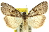  ( - 11ANIC-00700)  @11 [ ] CreativeCommons - Attribution (2011) ANIC/CBG Photography Group Centre for Biodiversity Genomics