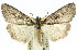  ( - 11ANIC-00701)  @15 [ ] CreativeCommons - Attribution (2011) ANIC/CBG Photography Group Centre for Biodiversity Genomics