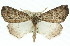  ( - 11ANIC-00712)  @15 [ ] CreativeCommons - Attribution (2011) ANIC/CBG Photography Group Centre for Biodiversity Genomics