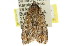  ( - 11ANIC-00715)  @12 [ ] CreativeCommons - Attribution (2011) ANIC/CBG Photography Group Centre for Biodiversity Genomics