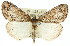  ( - 11ANIC-00716)  @11 [ ] CreativeCommons - Attribution (2011) ANIC/CBG Photography Group Centre for Biodiversity Genomics
